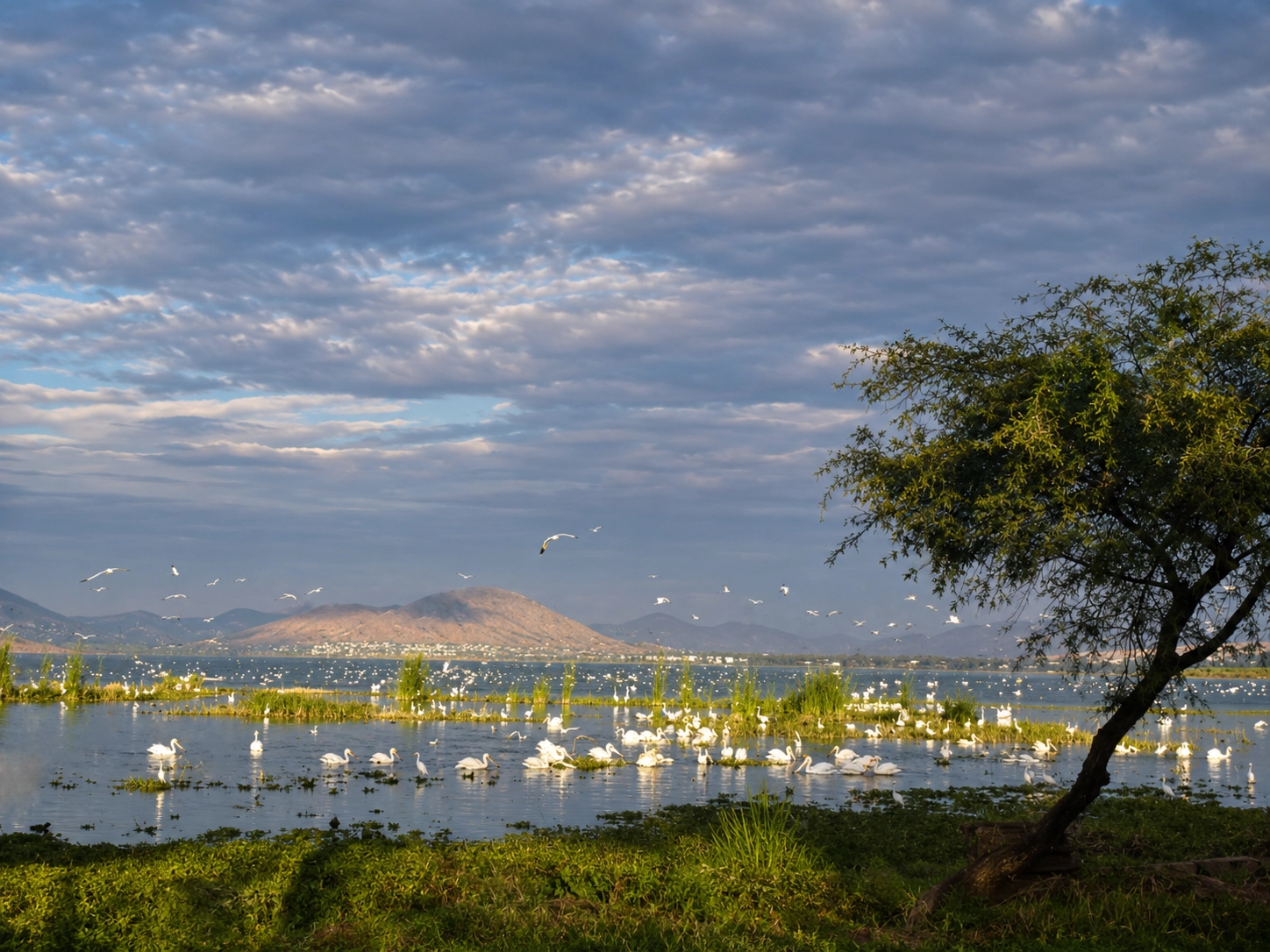 Pelícanos al atardecer en la laguna de La Rivera de Cajititlán