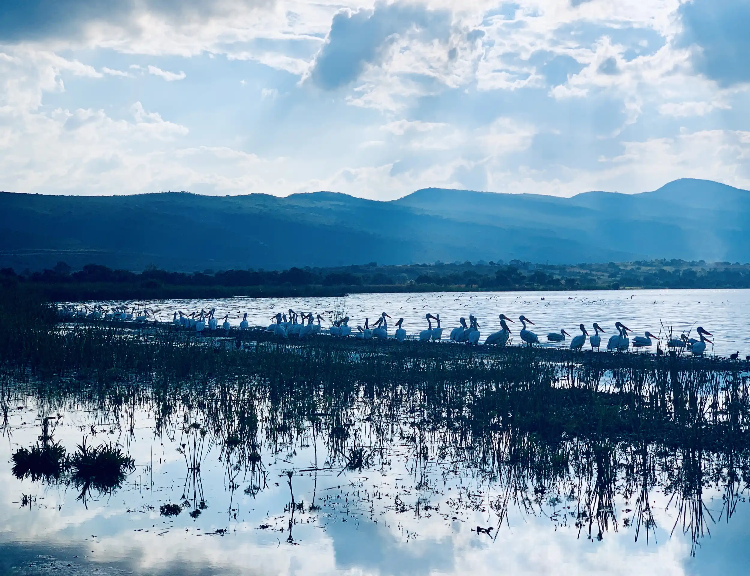 Pelícanos en la laguna de Cajititlán