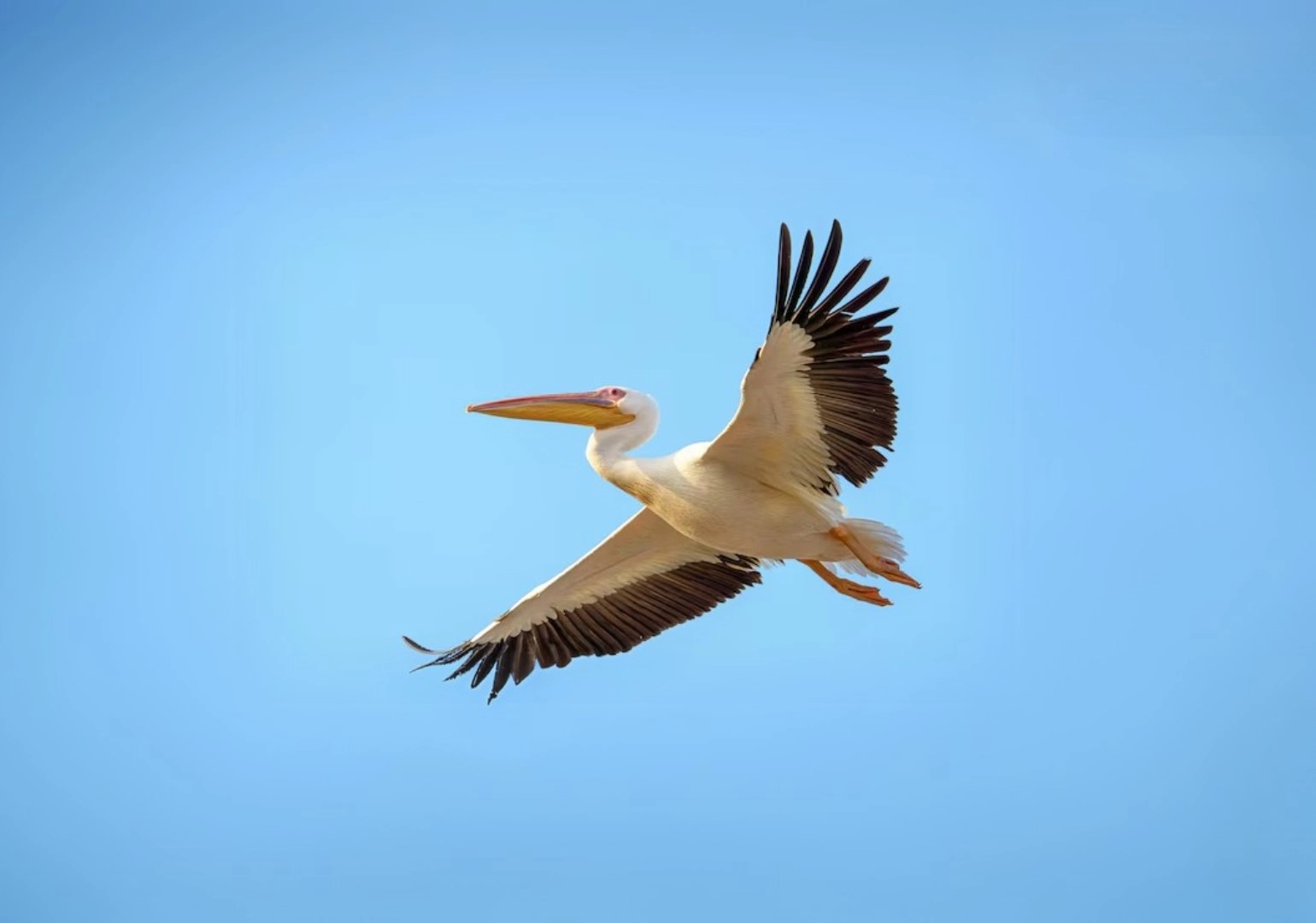 Pelícano en vuelo sobre la laguna
